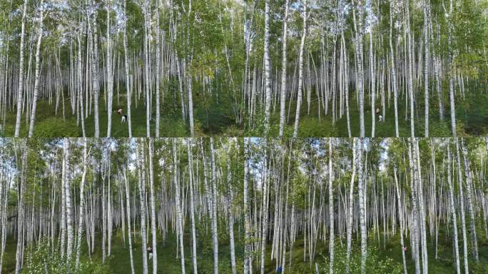 原始白桦林近景20240911 (2)