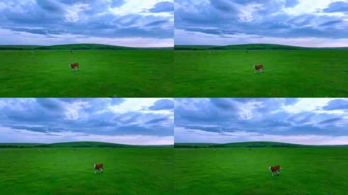 草原牛群航拍素材 草原天牧场牛群