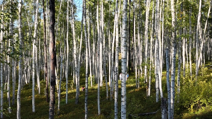 原始白桦林近景20240911 (6)