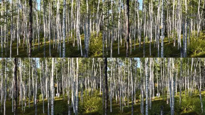 原始白桦林近景20240911 (6)