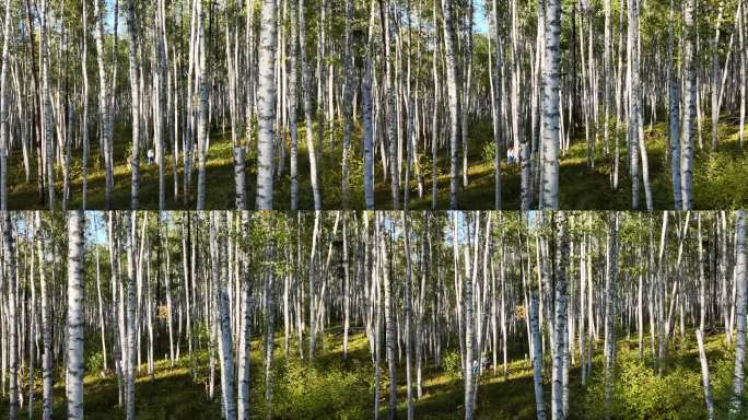 原始白桦林近景20240911 (8)