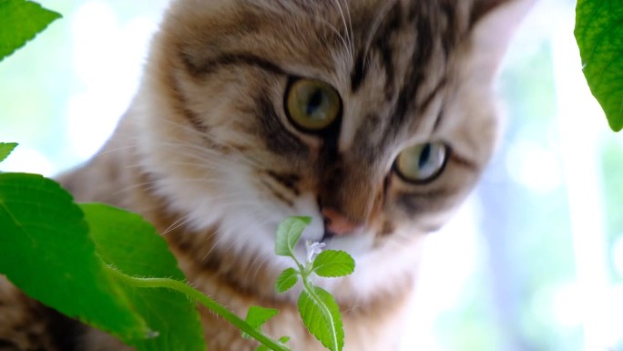 虎斑猫玩绿色盆栽室内植物。小猫咬家里的植物。有趣的被宠爱的宠物。