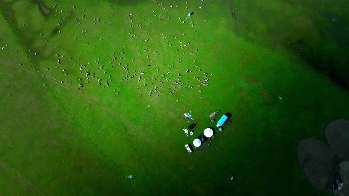 天然牧场航拍羊群 草原羊群 羊群