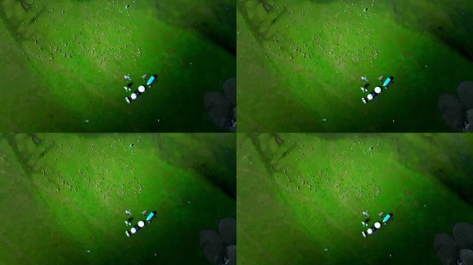 天然牧场航拍羊群 草原羊群 羊群