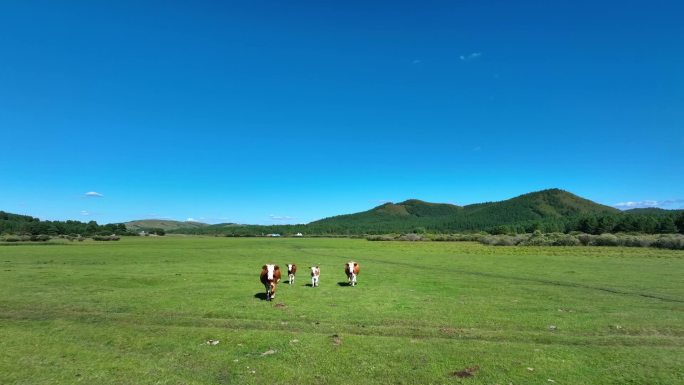 草原牛群航拍素材 草原天牧场牛群