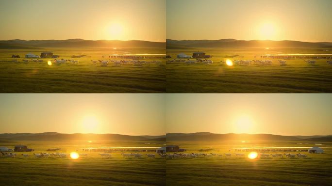 天然牧场航拍羊群 草原羊群 羊群