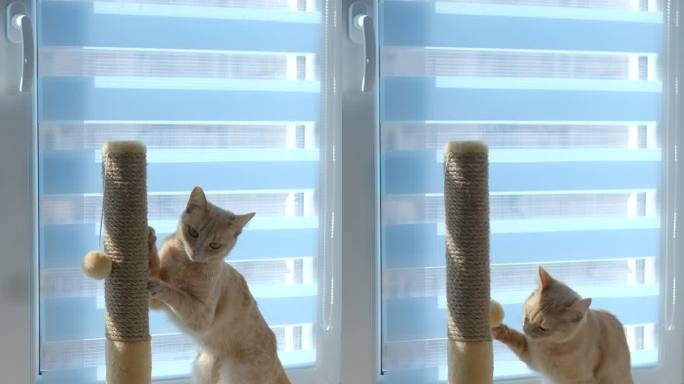 猫金格在有百叶窗的窗户旁边的白色窗台上磨爪子。