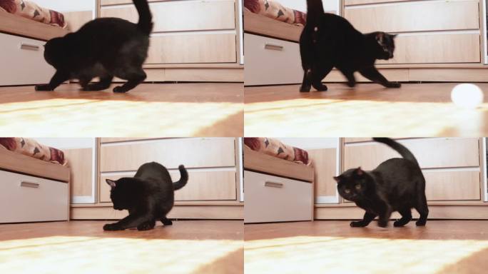 小黑猫在地板上玩激光笔