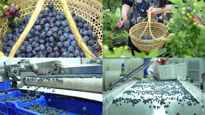 蓝莓 蓝莓优选 采摘蓝莓