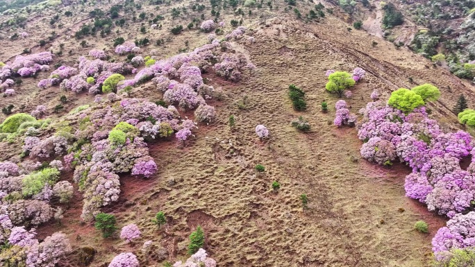 雪山乡神仙坝山坡上杜鹃花杜鹃花开了