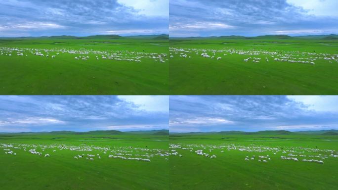 天然牧场航拍羊群 草原羊群 羊群