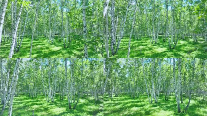 额尔古纳旅拍风光 森林