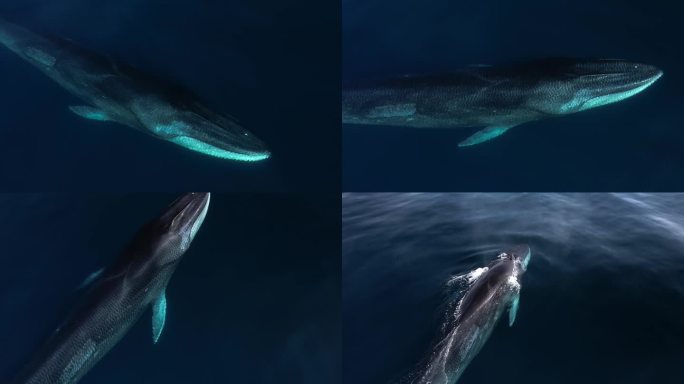 一只右侧有大伤疤的大型长须鲸在南加州海岸平静的太平洋上由一架记录无人机巡航。