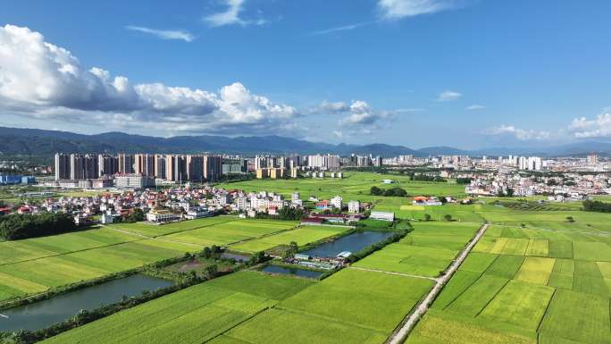 瑞丽市郊区即将收获的稻田