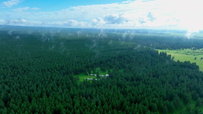 大兴安岭樟子松原始森林