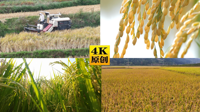 水稻稻子成熟啦农业丰收
