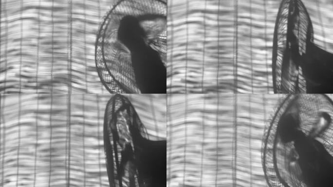 白色背景的日本窗帘和扇子的影子