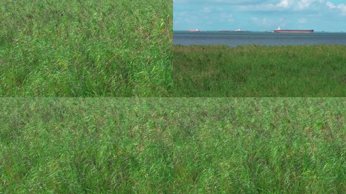 芦苇 海边 氛围