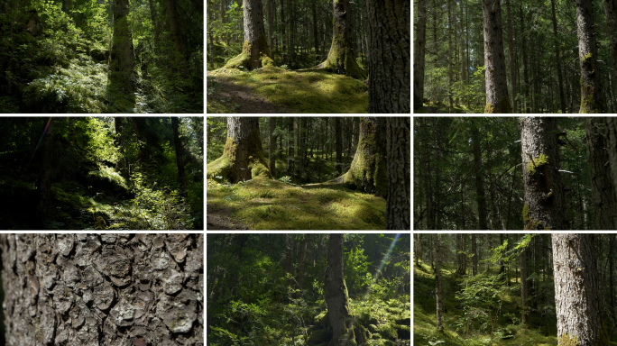 4K森林阳光空镜合集 绿意 树干 阳光