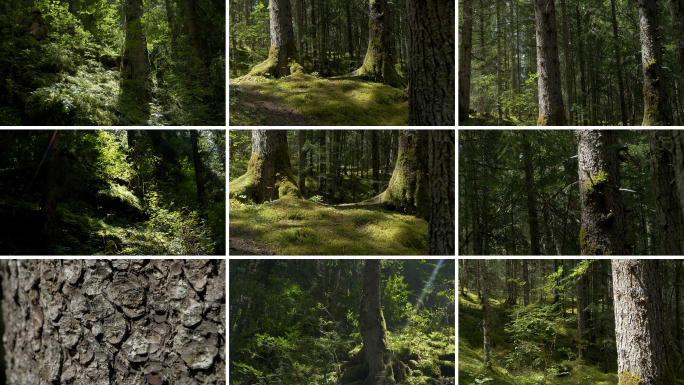 4K森林阳光空镜合集 绿意 树干 阳光
