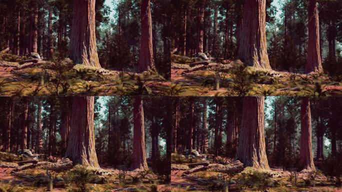 一片充满参天大树的宁静森林