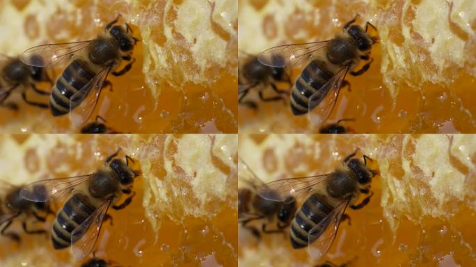 在蜂巢上工作的蜜蜂。蜂巢，蜂蜡细胞与蜂蜜和蜜蜂，宏观