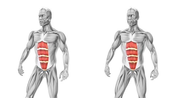 腹直肌是人体肌肉系统中的肌肉