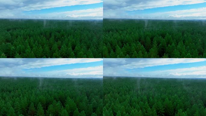 大兴安岭樟子松原始森林