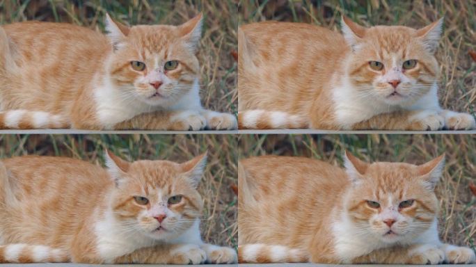 警惕的猫躺在街上