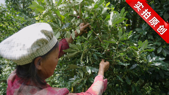 采收八角绿色八角茴香新鲜八角种植林地