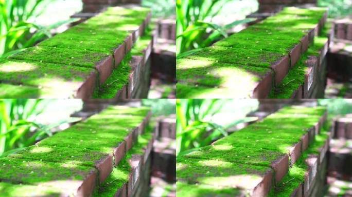 青苔
