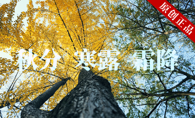 4K【原创拍摄可商用】创意寒露 视频合集