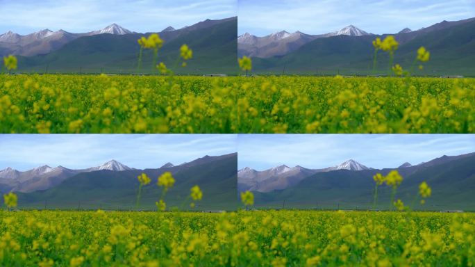 青海海北门源油菜花海自然风光近景特写