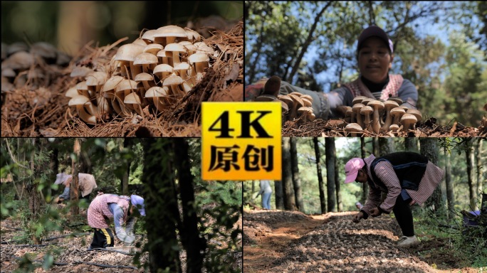 林下食用菌种植 蘑菇种植