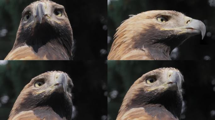 金鹰(学名:Aquila chrysaetos)是一种生活在北半球的猛禽。它是鹰中分布最广泛的一种。