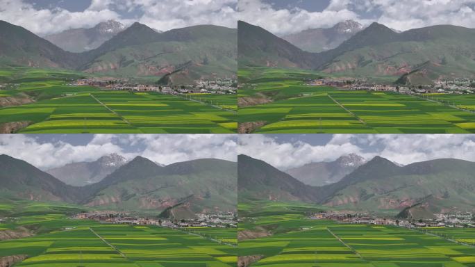 青海祁连县祁连山脉油菜花田航拍自然风光