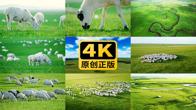 内蒙古呼伦贝尔大草原羊群4K实拍高质量