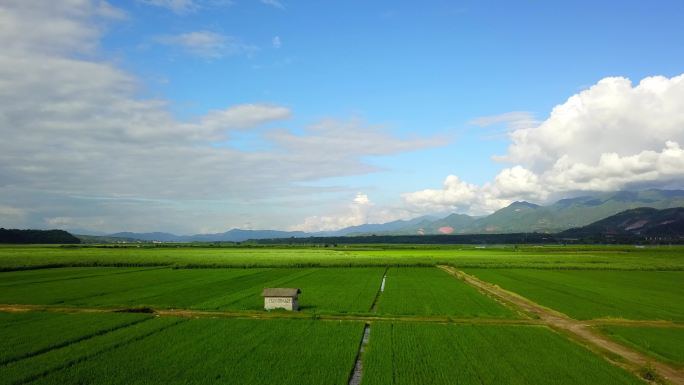 德宏芒市遮放稻田