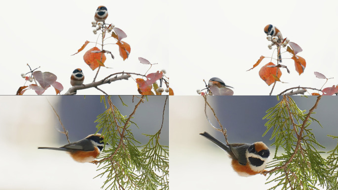 4K特写红头长尾山雀 可爱的小鸟