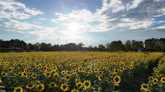 向日葵花海航拍
