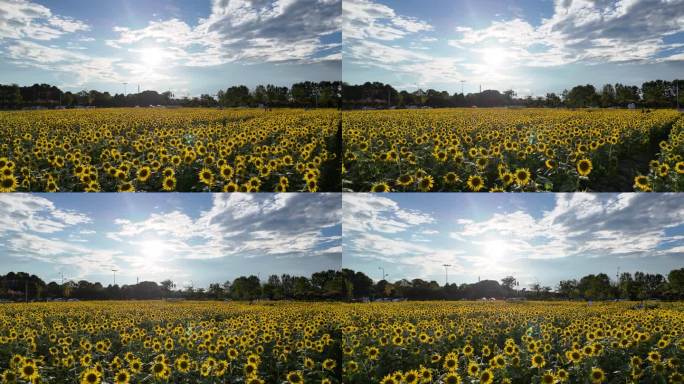 向日葵花海航拍