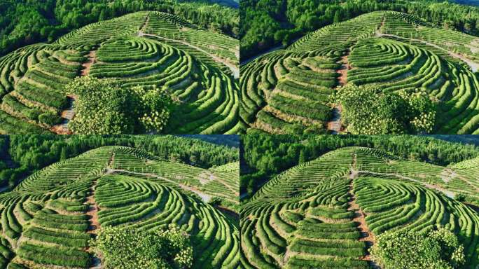 武夷山核心产区茶园星村镇岩茶福建0423