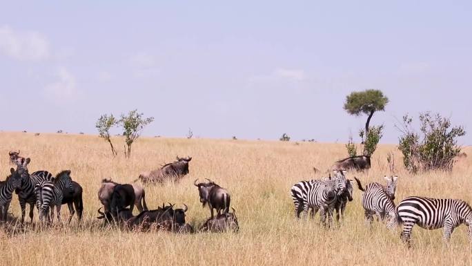 自然 绿色 户外 生态