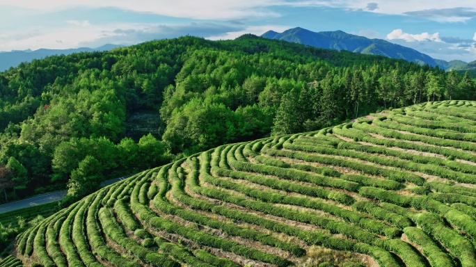 武夷山核心产区茶园星村镇岩茶福建0426