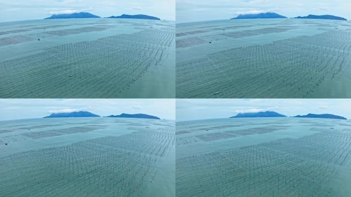 【正版素材】霞浦福建潮间带紫菜养殖098