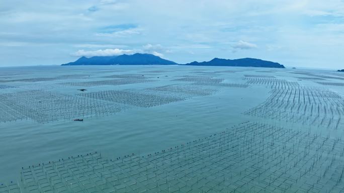 【正版素材】霞浦福建潮间带紫菜养殖103