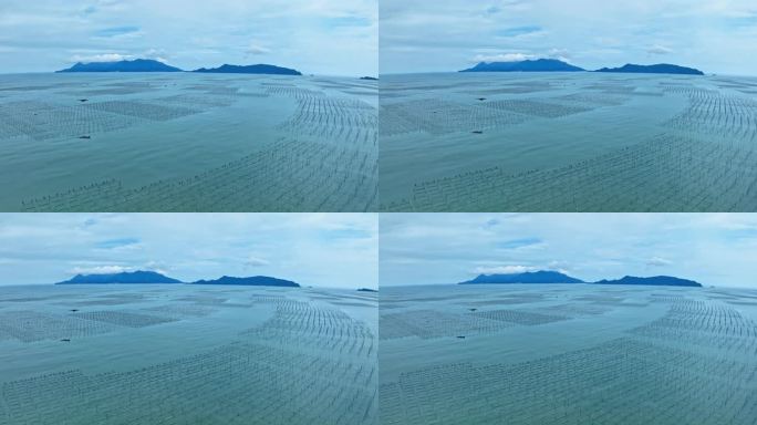 【正版素材】霞浦福建潮间带紫菜养殖103