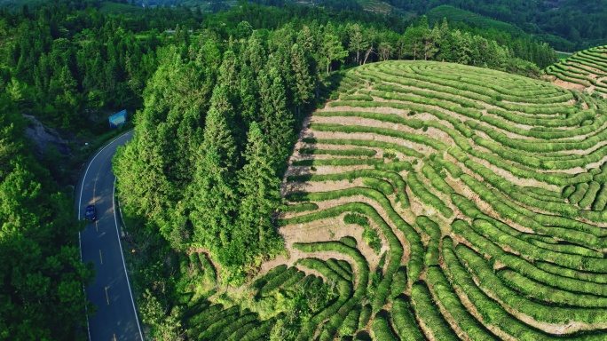 武夷山核心产区茶园星村镇岩茶福建0428
