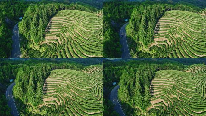 武夷山核心产区茶园星村镇岩茶福建0428