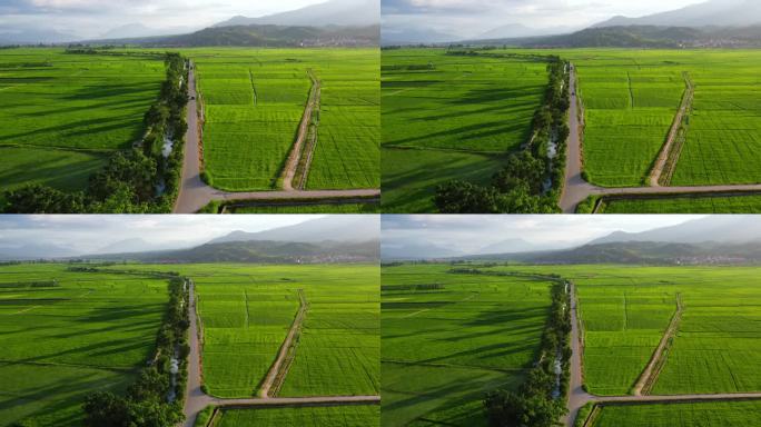 德宏芒市遮放稻田